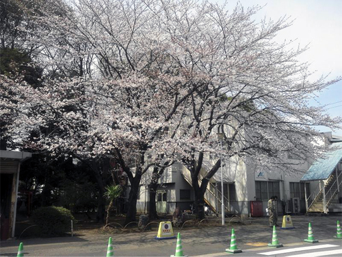 八千代工場入口近くの桜