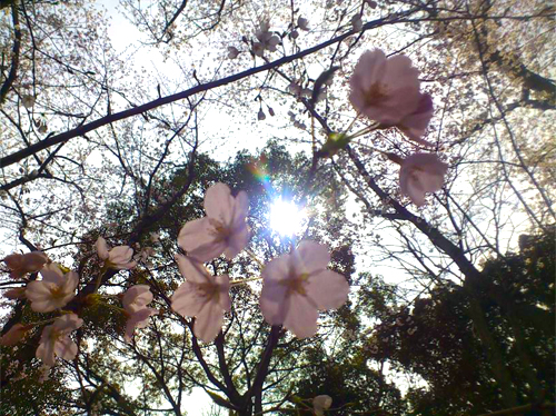 春の日差しに輝く桜