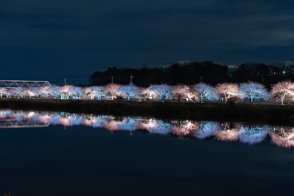 Yachiyo Sin-River 1000 Cherry Blossom Festival 2024